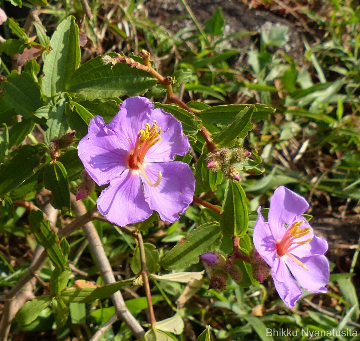 Osbeckia aspera Blume
